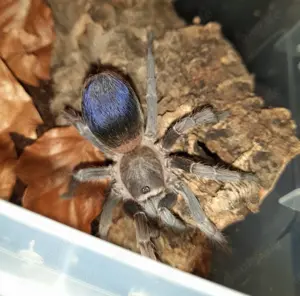 Verschiedene Vogelspinnen und Insekten 