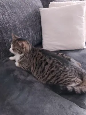 Kater kastriert zu verkaufen 