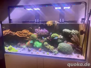 Korallen SPS LPS Acropora uvm.