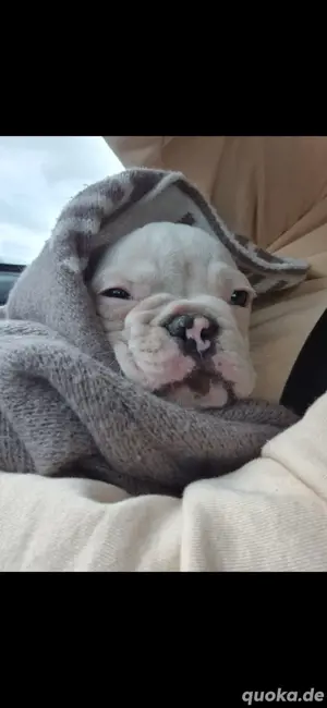 französische Bulldogge 4 Monate 