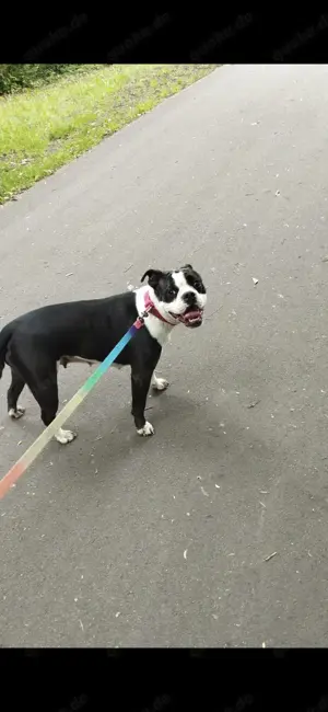 Old Englisch Bulldog Dame 