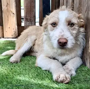 Welpenmädchen Winny ist verschmust und verspielt