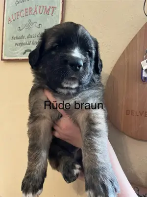 Herdenschutzhunde