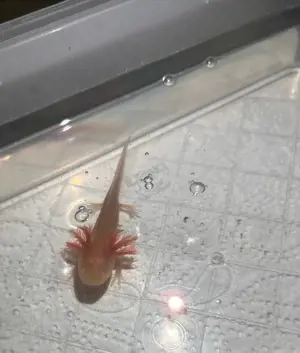 Axolotl Jungtiere Bild 2