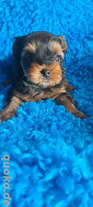 Yorkshire terrier Welpen 