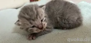 carlos bkh blau tabby sucht ab angang august sehr verschmuste eltern 