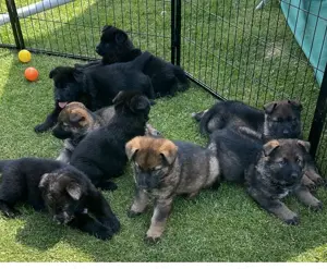 Welpen vom Verein für deutsche Schäferhunde 