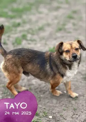 zuckersüßer, lieber, kleiner, menschenbezogener, verschmuster Hundejunge "Tajo" sucht ein Zuhause 