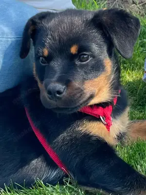 Rottweiler 4 Mon sucht neues Zuhause - mit Zubehör