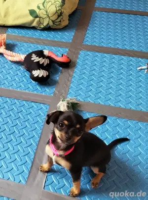 Chihuahua Welpin abzugeben Bild 8