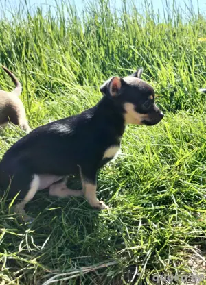 Chihuahua Welpin abzugeben Bild 6