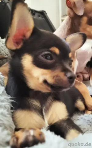 Chihuahua Welpin abzugeben Bild 7