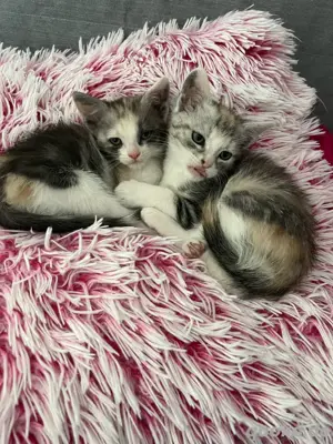 zuckersüße Katzenbabys 3 farbig 