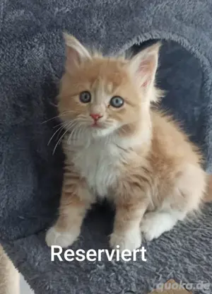 Maine Coon Heilige Birma Mix 