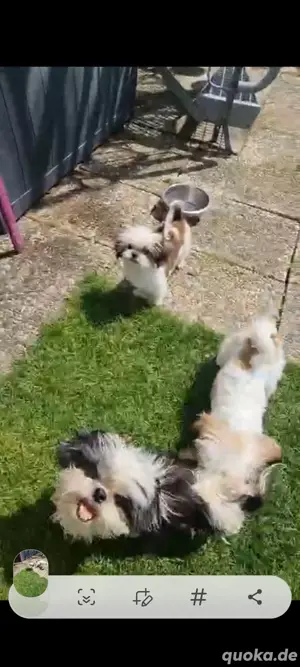 shihtzu mischlinge 