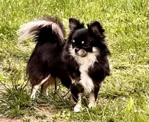 Chihuahua 3 Jahre alt 