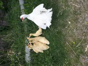 Entenküken Warzenente Eier Schlachtente