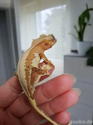 0.0.1 Kronengeckos lilly white Correlophus ciliatus Nachzucht 