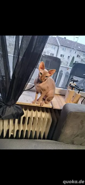 Sphynx-Kater in liebevolle Hände abzugeben (3 Jahre alt)