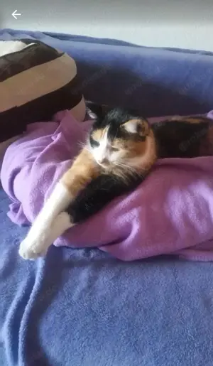 Glückskatze  Hundeverträglich