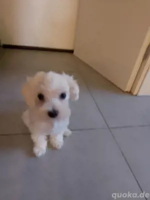 Bichon Malteser 