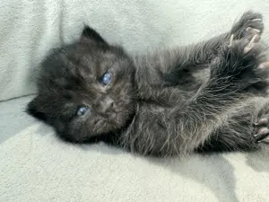BKH Kitten 3 männlich 2 Damen