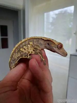 0.1 Correlophus ciliatus Harlequin Weibchen Kronengecko 