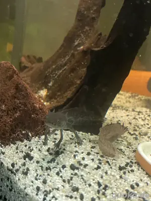 2 kleine Axolotl