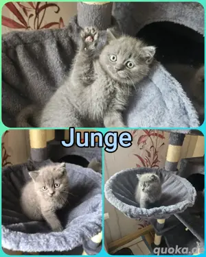 Bkh - Blh Mix Kitten