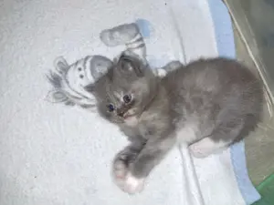 Bkh Maine coon Mix kitten zum reservieren 