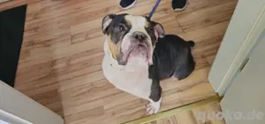 Old english Bulldogge 