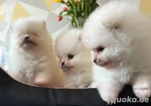 Zwergspitz-Pomeranians Welpen