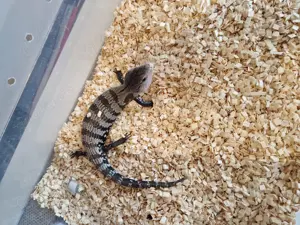 Blauzungenskink (axanthic!!!!) Von letztem Jahr