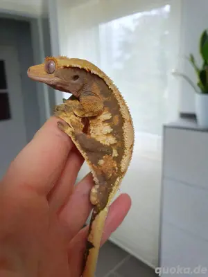 1.0 Correlophus Ciliatus Kronengecko Tricolor Harlequin Männchen 