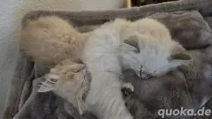 Ragdoll - Bengal Kitten