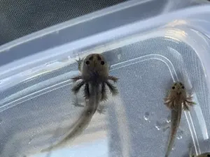 Axolotl-Jungtiere suchen ein Zuhause
