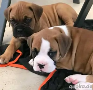 Boxer welpen 