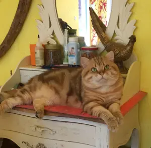 Deckkater BKH Black Golden Classic Tabby