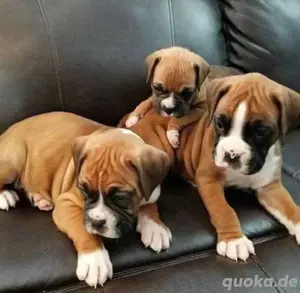 Boxer welpen
