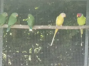 Pflaumenkopdfsittiche 2.1