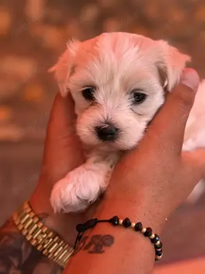 Maltipoo Welpen