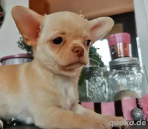 Kurzhaariger Chihuahua welpe 