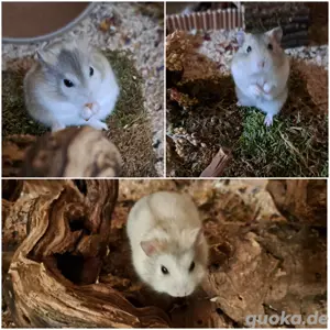 Hamster sucht Zuhause