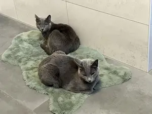 Russisch Blau Katzen (männlich. u. weiblich.)