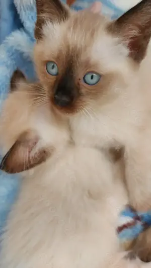 Siam Kitten Mädchen 