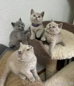 Wunderschöne BKH-Kitten mit Stammbaum abzugeben