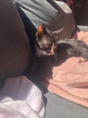 katze, junger Kater
