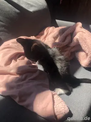 katze, junger Kater Bild 3