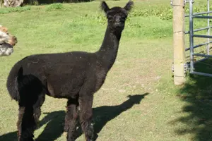 Alpaka,Alpakas