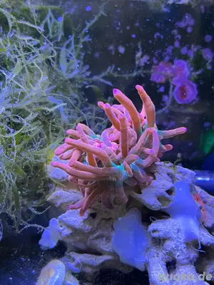 Anemone Sunburst 